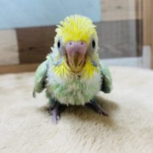 明るいグリーンが素敵なセキセイインコのヒナやって来ました♪