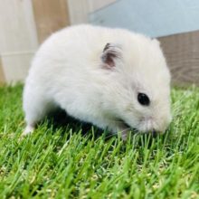 まるまるハムハム可愛いコ！カラーハムスターのクリームカラー！