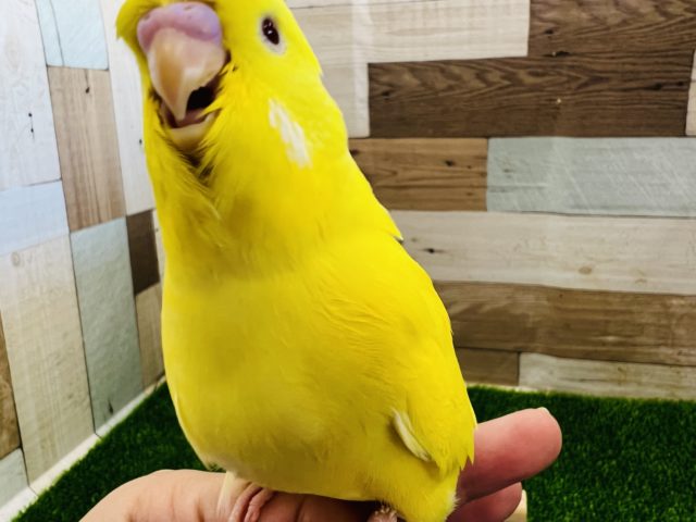 ジャンボセキセイインコ