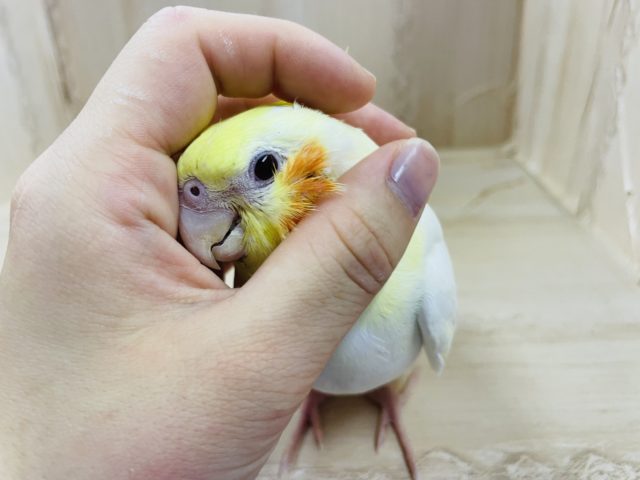 〜オカメ祭り〜　ルチノーちゃん！　オカメインコ　ルチノー