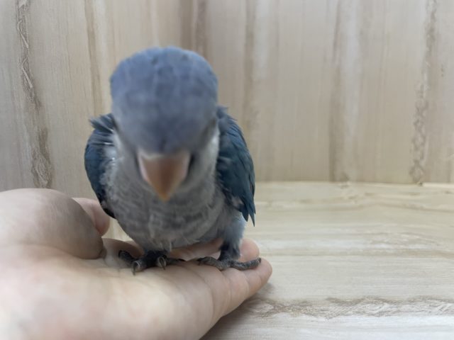 オキナインコ