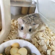 とっとこ～ロボロフスキーですよ！ ハムスター ノーマル