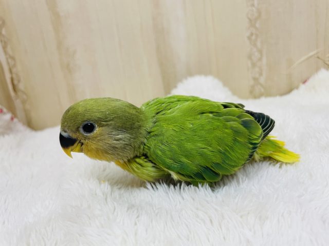 コザクラインコ（小桜インコ）