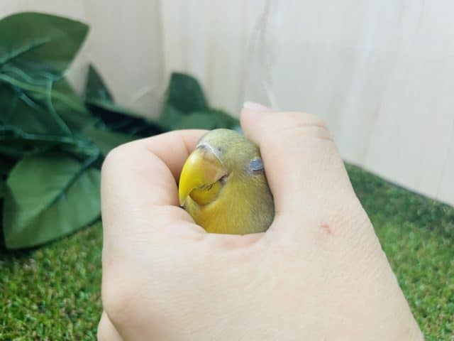 コザクラインコ（小桜インコ）