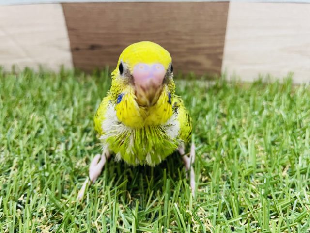 セキセイインコ