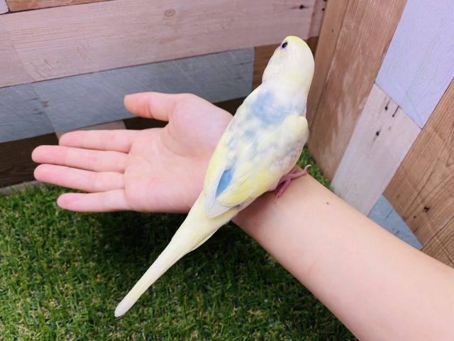 セキセイインコ