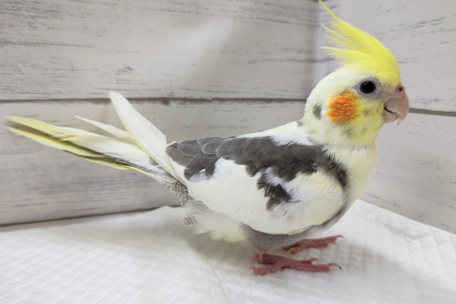 オカメインコ