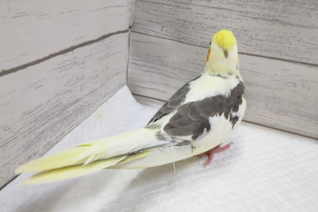 オカメインコ