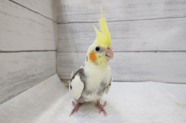 オカメインコ