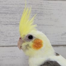 白多めのパイド〜🤍　オカメインコ(パイド)