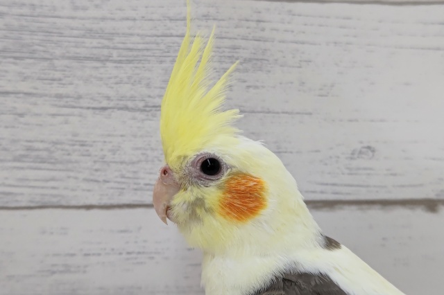 白多めのパイド〜🤍　オカメインコ(パイド)