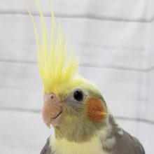 ガッチリボディ〜👑　オカメインコ(パイド)