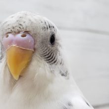 豆大福のセキセイインコいます