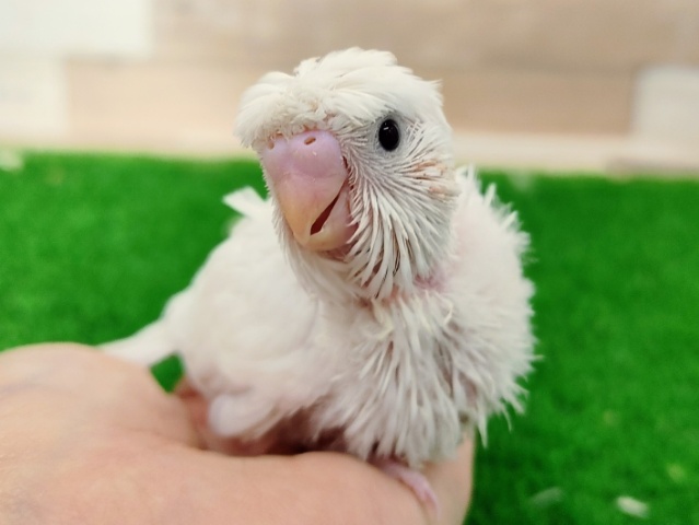 羽衣セキセイインコ