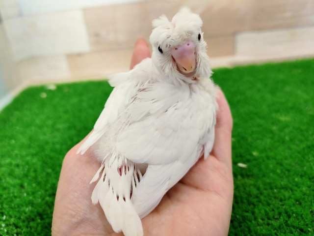 羽衣セキセイインコ