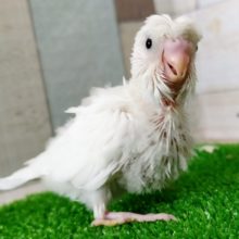 羽衣かなぁ？？セキセイインコさん(ダブルファクター)入荷しました〜❤