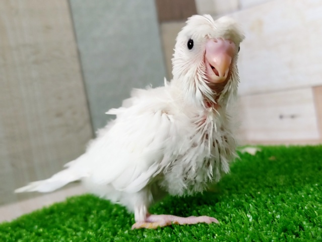 羽衣かなぁ？？セキセイインコさん(ダブルファクター)入荷しました〜❤