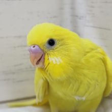 魅惑の黄色いフォルム〜💛　セキセイインコ(ダブルファクター)