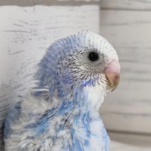 青に映える黒いライン〜⛅　セキセイインコ(スパングル)