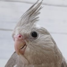 人気カラーのホワイトフェイス🤍　オカメインコ(ホワイトフェイスシナモン)