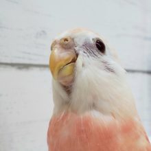 アキクサインコ 秋草インコ の販売一覧 東京からもほど近い 千葉県 神奈川県 埼玉県のペットショップ