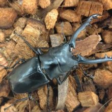 国産・外国産カブト、クワガタ各店にて入荷してますよー☆