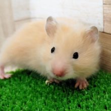 長毛ハムくん❤キンクマハムスターです！！