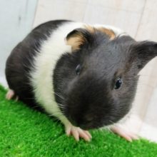 むちむち✨短毛モルモットさん入荷しました❤