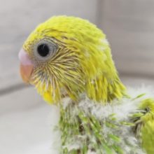 鮮やかグリーン💚　セキセイインコ(スパングル)