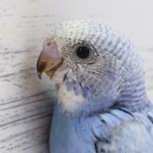 青と白の組み合わせが抜群👍　セキセイインコ(スパングル)