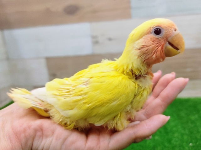 コザクラインコ（小桜インコ）