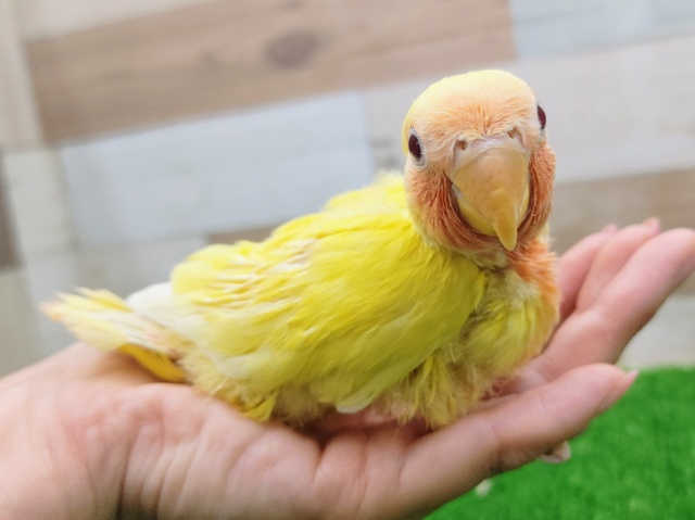 笑顔がきらり☆コザクラインコさん(ルチノーチェリー)入荷しました〜❤