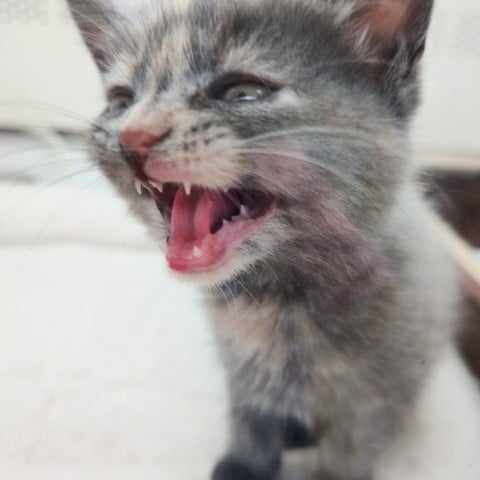 ブリティッシュショートヘア