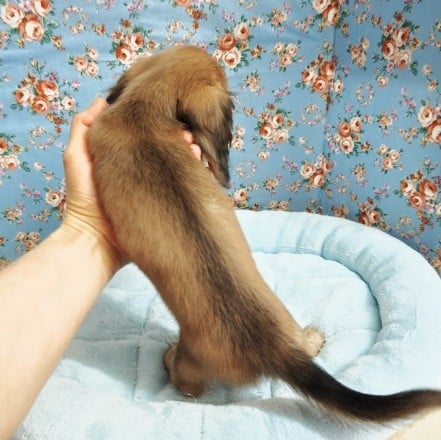 ミニチュアダックス