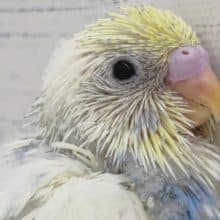 目を引くカラーリングに注目〜🌈　セキセイインコ(パステルレインボーパイド)