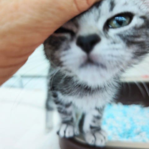 アメリカンショートヘア