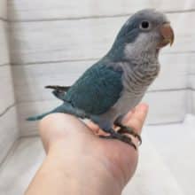 特徴的な濃〜い青！🔵　オキナインコ(ブルー)