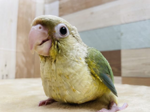 ホオミドリウロコインコ