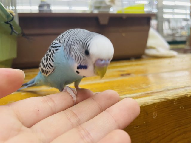 ジャンボセキセイインコ