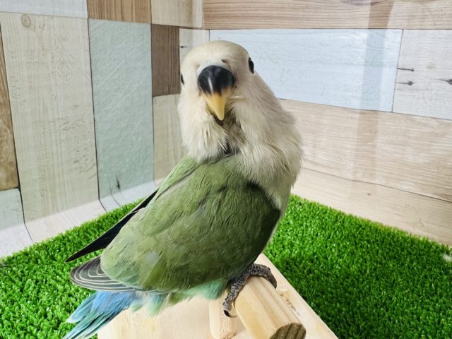 コザクラインコ（小桜インコ）