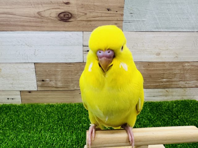 ジャンボセキセイインコ