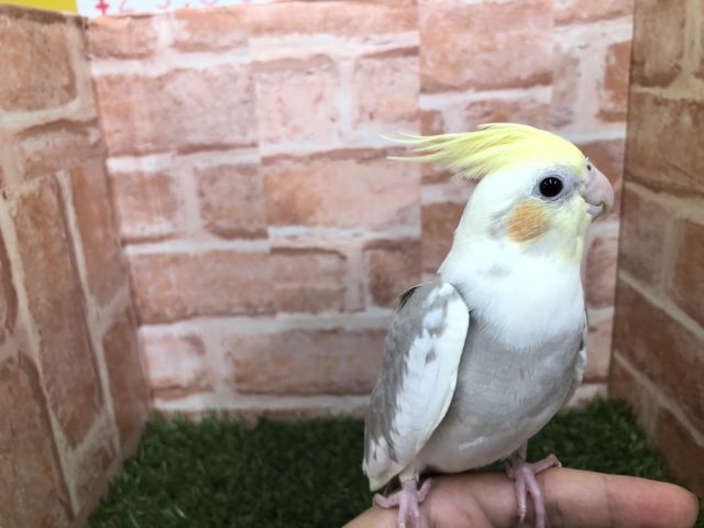 オカメインコ