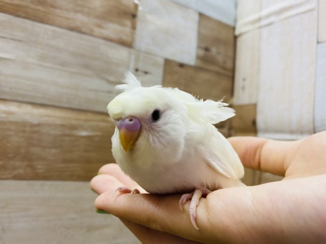 羽衣セキセイインコ