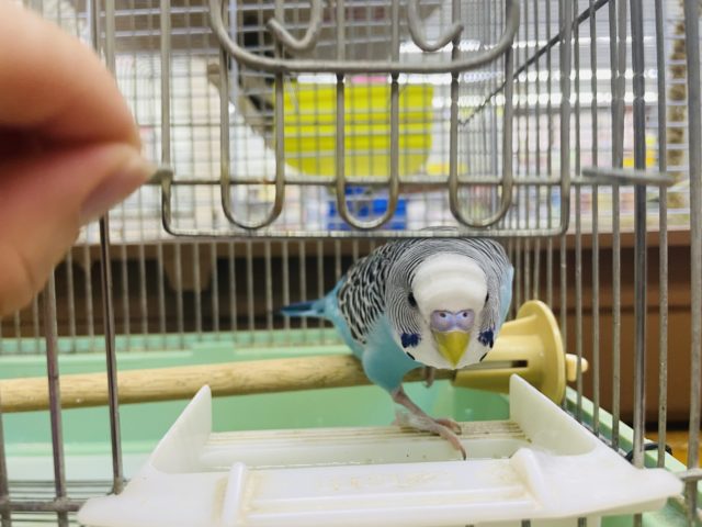 ジャンボセキセイインコ