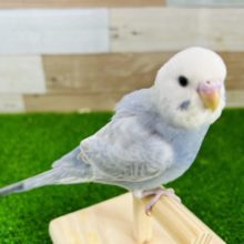 レアカラーのライラック！手乗りセキセイインコ