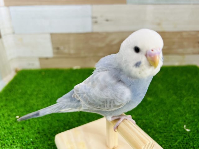 レアカラーのライラック！手乗りセキセイインコ