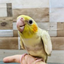 手の上が落ち着くんです！！オカメインコシナモンパールパイドやって来ました♪