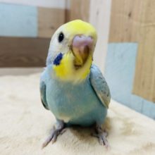 テクテク近寄って来ます♡人気カラーのレインボーセキセイインコ！！
