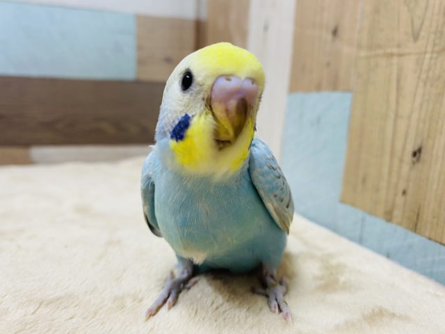 テクテク近寄って来ます♡人気カラーのレインボーセキセイインコ！！