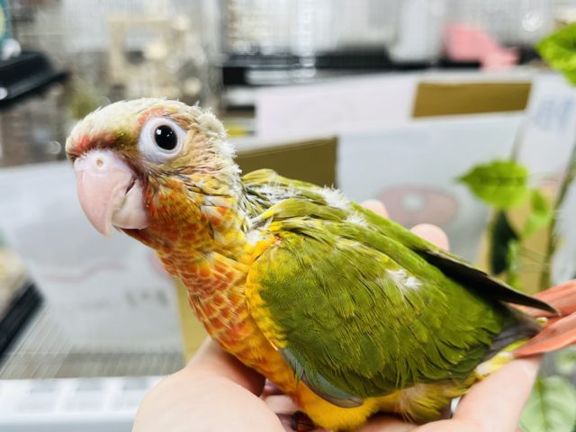 ホオミドリウロコインコ